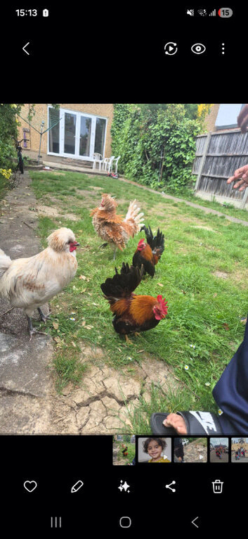 Polish and Bantam breed.