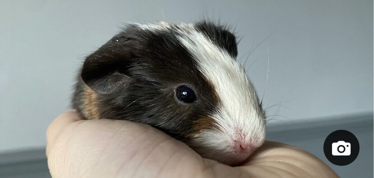 2 Boars & 1 Sow Avalible