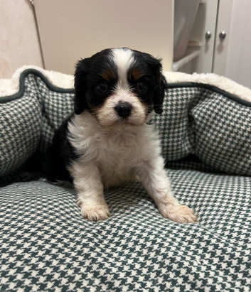Tri colour King Charles cavalier