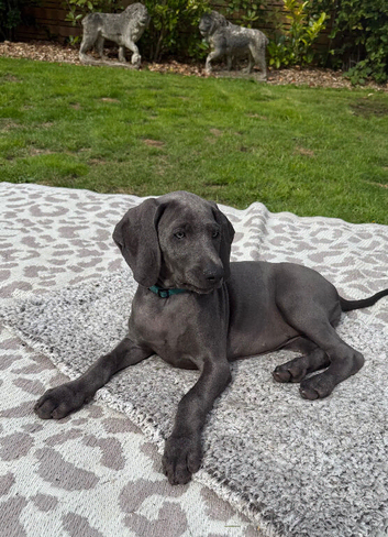 Beautiful Weimaraner Girl - Ready for Her Forever Home