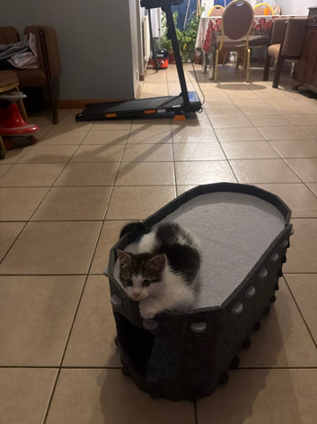 Health-Checked Mixed Breed Kitten Seeking Permanent Placement