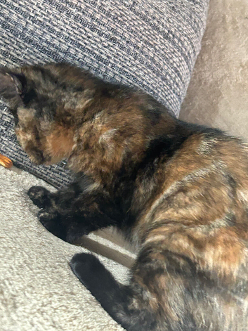 Cute Tortie girl