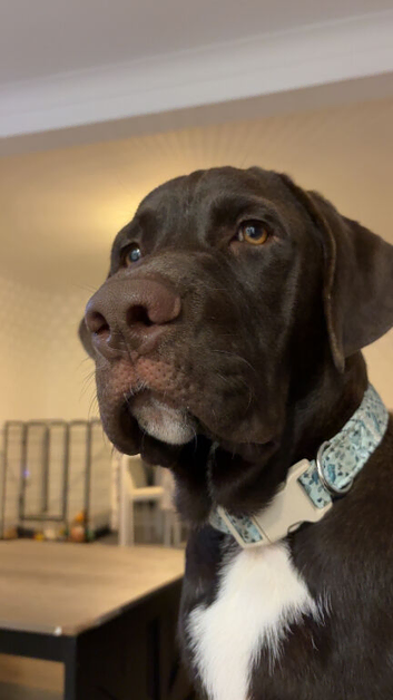 Cane corso x Labrador
