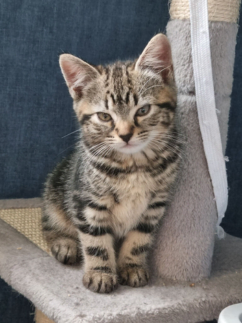 Kittens ready for their forever homes ️