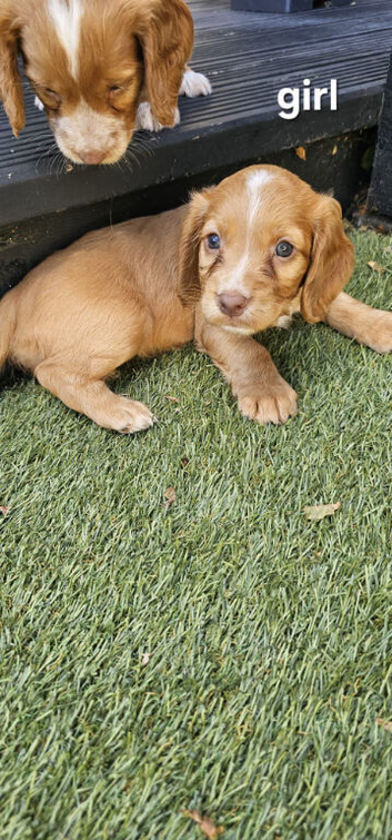 Beautiful cocker spaniels puppies