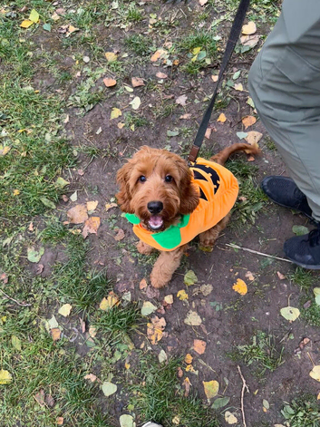 Cockapoo boy
