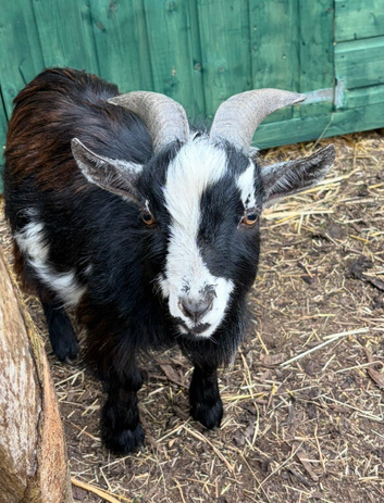 Pygmy billy goat for sale