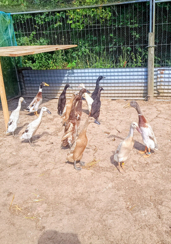 Indian Runner Ducks Pairs Trio's & Females
