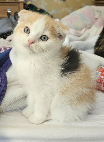 Scottish fold x ragdoll