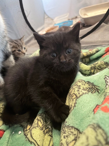 British shorthair tabby&rsquo;s