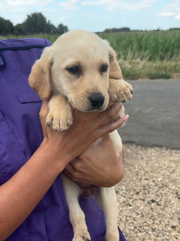 Labrador puppies