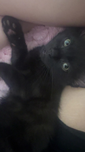 MALE kitten available!!