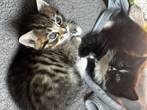 Kittens six weeks