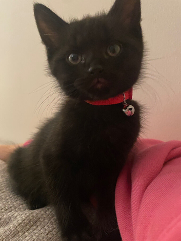 Kitten needs rehoming