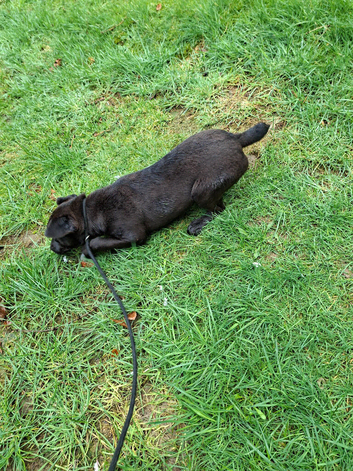 7 month old Patterdale dog