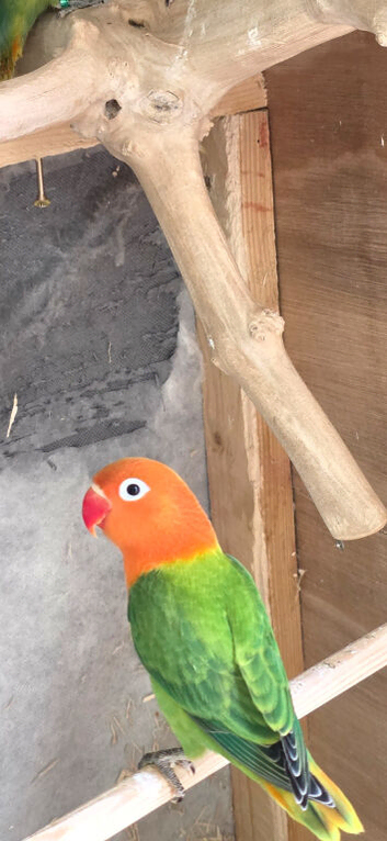 Green opaline lovebird