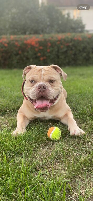 ️Old tyme Bulldog for stud️