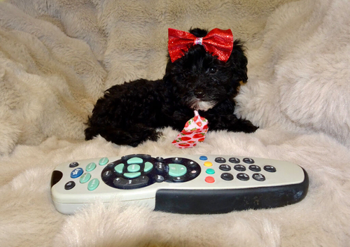 XXXS Gorgeous F1 Maltese X Tiny Toy Poodle Maltipoo Black & White Boy Puppy