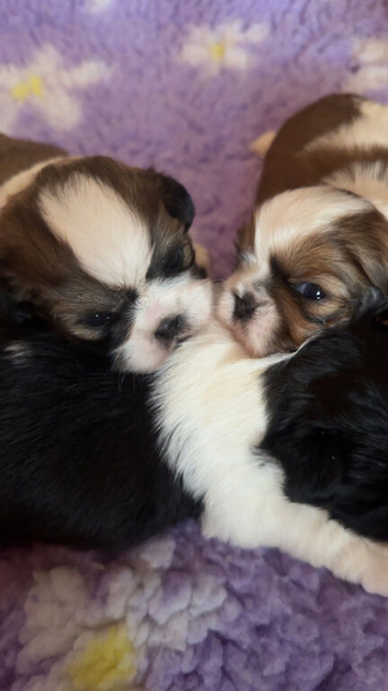 Shih Tzu puppies kc reg