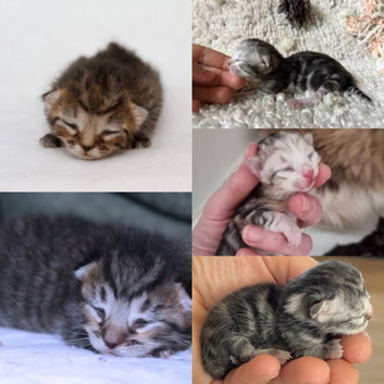 Sliver/brown British Shorthair
