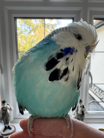 Stunning Super Tame Male Exhibition Budgie