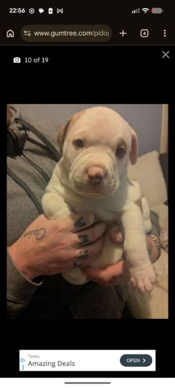 American Pocket Bully x American Bulldog Puppies