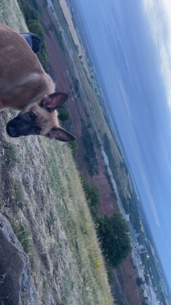 German sheperd x Belgian malinois