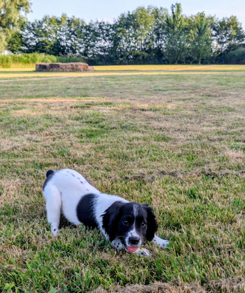 Foundation Trained, 6 Month Old Girl, Soft, Sweet Natured, Springer  Ready for Her Next Chapter