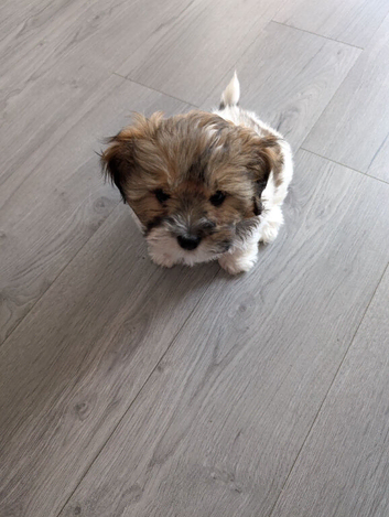 Female shihu Tzu puppy 12 weeks old