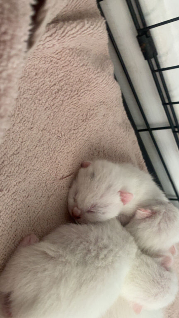One last white kitten