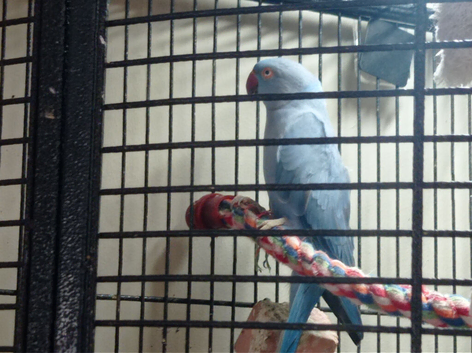 Blue Indian ringneck parrot