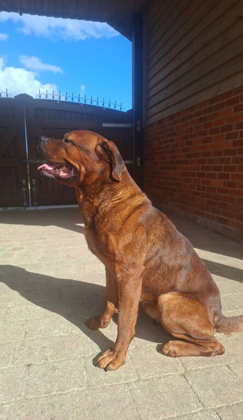 Beautiful Dogue de Bordeaux/Rottweiler boy needing a home