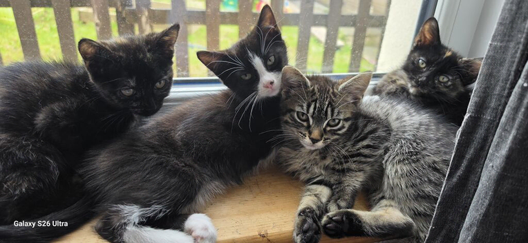 Adorable 10 week old kittens