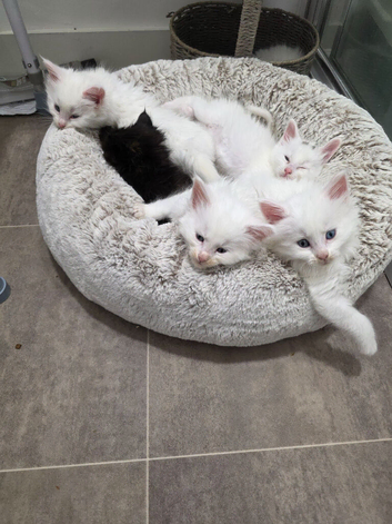 Maine coons with Russian blood lines
