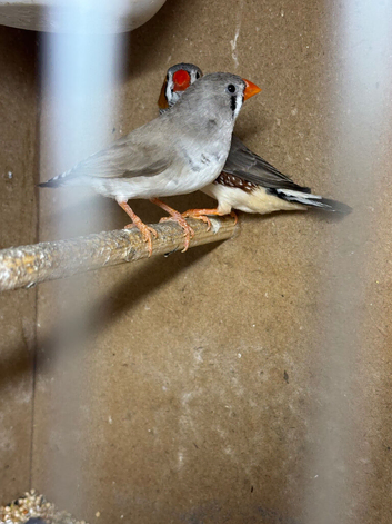 Beautiful diamond doves