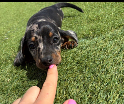 Miniature dachshund puppies