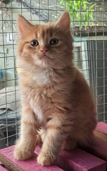 Kitten looking for forever home