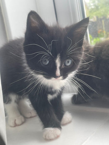 Kittens for sale