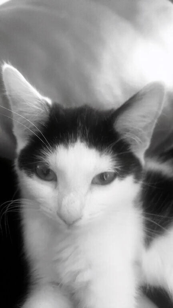 Kitten for sale