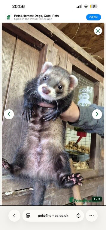 Ferrets last 3 boys
