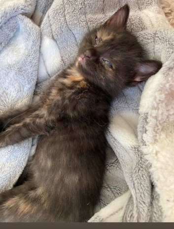 Baby kitten