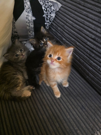 Beautiful mainecoon babys