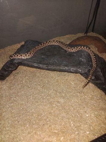 Normal hognose