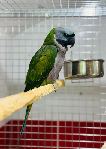 Derbayan parrot