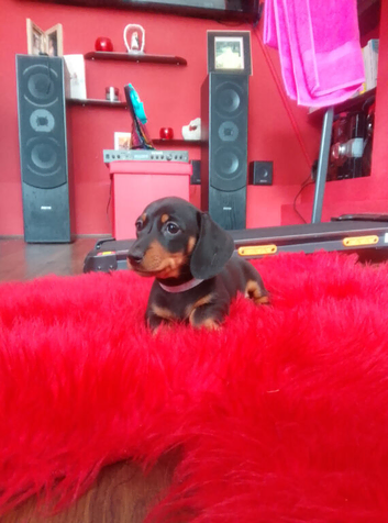 Dachshunt puppys 2 boy 1 girl