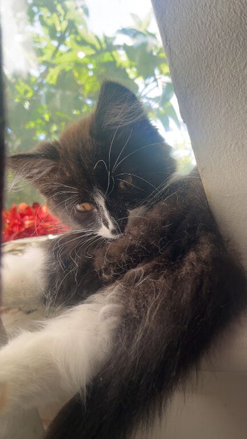 2 Kittens for Sale
