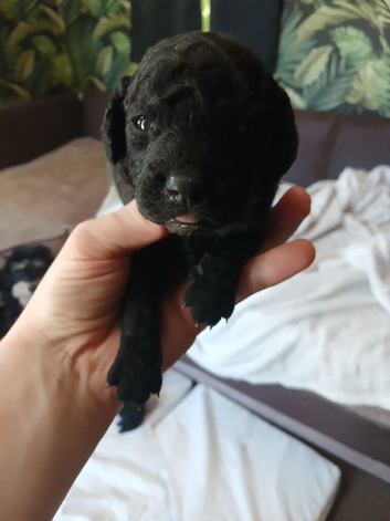 Cockerpoos toy