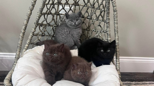 British Shorthair kittens