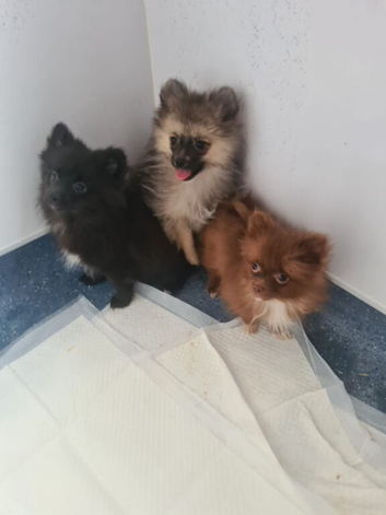 Miniature Pomeranians - Merle colours - 3 Girls - Ready to go