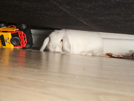Beautiful mini lop female